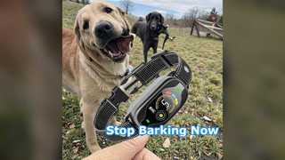 Stop Barking Instantly Dog Training Collar