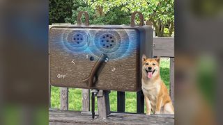 Dog Barking Deterrent